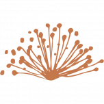 Logo da Caravel Minerals (CVV).