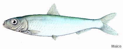 Bolseteiro